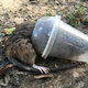 Illustration for article titled In A Slushie Cup, A Rat